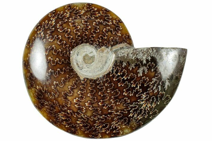 Polished Cretaceous Ammonite (Cleoniceras) Fossil - Madagascar #312201